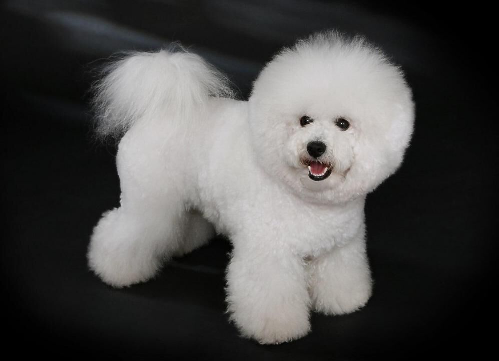 #15. Bichon frise